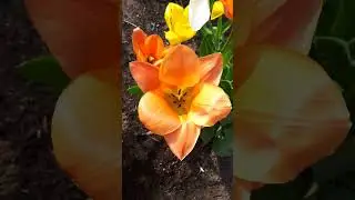 Voice Description Tulip series #15!😁🌷Beautiful pale orange! #Tulip #bulb #gardentour #sun #spring🌷