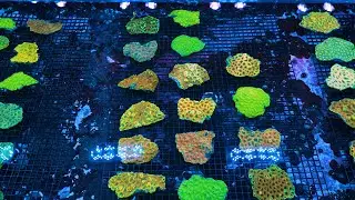 Stock Spotlight: Australian Ultra Acan Echinata