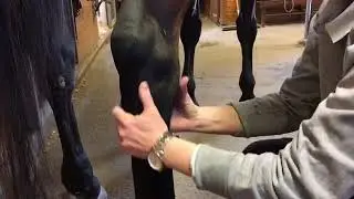 VISITERING HÄST rygg, bakdel & bakben Leg vet Ulrika Lagerquist Brunmåla hästklinik & PreVet