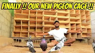 💥🕊️Finally NEW CAGE For All My 