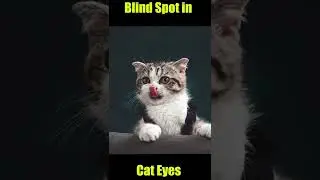 बिल्ली के आंखों की कमज़ोरी | Weakness of Cat Eyes | #shorts #catweakness #youtubeshorts
