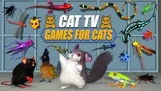 Cat Games for Cats to Watch 🐭 Chinchilla, Birds & Bugs Interactive Hunt | 3D Cat TV Entertainment