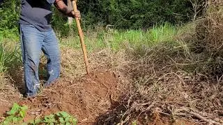 The Organic Farmer!!  MINI-SET YAMS  Part 4. Land Preparation.