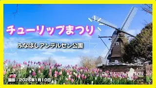 2026チューリップまつり【ふなばしアンデルセン公園】（千葉県船橋市）[4K]