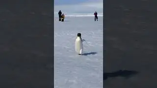 Penguin run 🐧 #masti #fun #funny #penguin