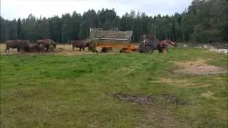 Bison/visent  Avesta visentpark Visentsk&ouml;taren k&ouml;r in med en sj&auml;lvlastarvagn till Visenterna