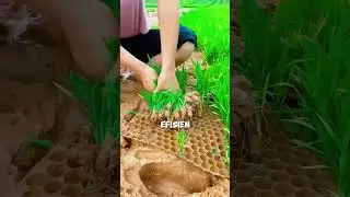 Cara pintar menyemai benih padi dengan hasil yang bagus menggunakan alat ini #shorts #shortvideo