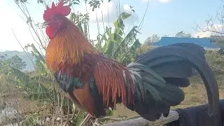 Qaib dib nej nug thiab xav saib rov thaij dua 