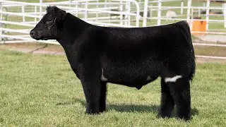 GORETSKA 33