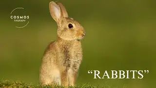 The World of Rabbits a short Documentary | Nature video  HD 1080p 60 FPS | Animals | Nature