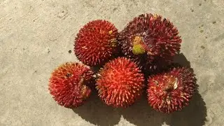 Pulasan (Nephelium mutabile) - a tasty Sarawak specialty