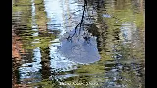 Mine Falls Park Photos  - Nashua, NH