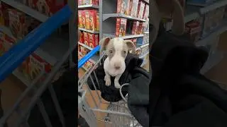GUY IN WALMART TRYING TO SELL THIS  DOG TO FEED HIS FAMILY #shortvideo 🐶 #puppy #walmart #hustle