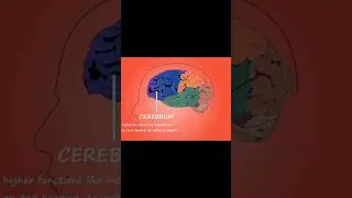 Human brain 🧠 #doctor #viral #reels #foryoupage #usa #newzealand #india #pakistan#argentina #germany