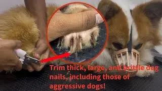 Trim the nails of a ferocious animal.