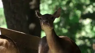 🌿🦌 🎶 DEER AND ROE DEER - Peaceful Music