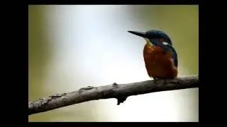 Evasion ( Martin Pêcheur - Vidéo et Photos )