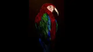 Scarlet Macaw Painting