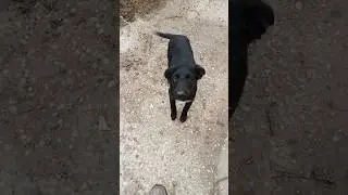 #dogs  #trending #viral #video #dogs #video
