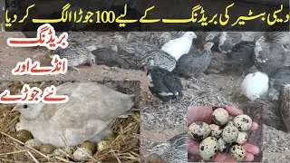 Breeding Ke Liye Bater | Quail For Breeding  #farming #farmanddailyLife