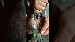 Satisfying Hoof Trimming🐴 #shorts #hooftrimming #satisfying #hoofcare #horseshoeing