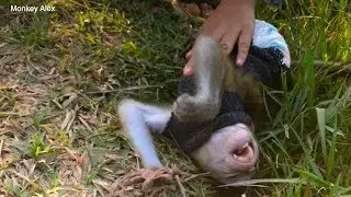 OMG Baby Monkey Alex What Happened God Help alex