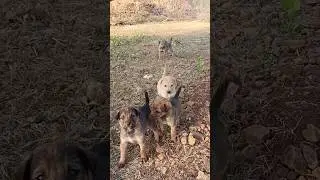 new animal 🐵🐶🐷  short thish for new verkhr #animals #trending #viral #animals