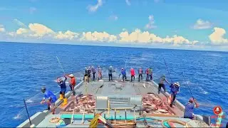 Pole and Line Fishing: The Sustainable Way to Catch Tuna🎣