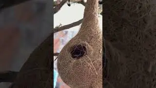 This budgie has a trick up its wing!🐦➶ #budgie #parakeet #trick #wing #coir #nest #mythbust #shorts