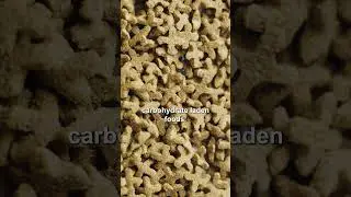 Commercial Pet Foods are NOT Species Appropriate | Dog Longevity Made Easy | Dr. Judy U