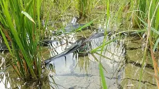 Best Fishing Video in Paddy field || Catfish fishing in raining season