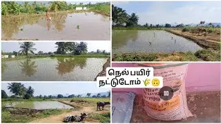 🌾✨கிராமத்து நெல் பயிர் நடவு 🌾#kavipriya445 #villagelife #tamilvideo #நெல்நடவு#village 