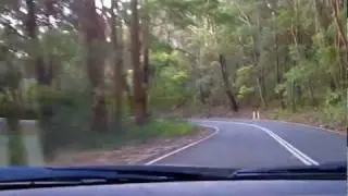 Sydney's Best Driving Roads - Royal National Park Pt.2