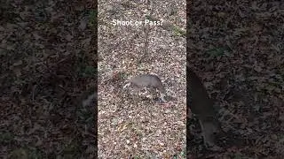 Public land buck hitting a scrape!!  #deer #bowhunting  #whitetails #deerhunting #fyp#fypシ゚viral