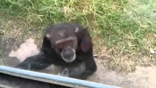 Happy clapping chimp goes crazy!