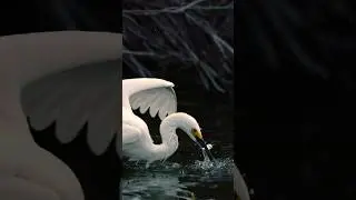 Snowy egret in action. Lightning fast strike catching a fish. #snowyegret #wildlife