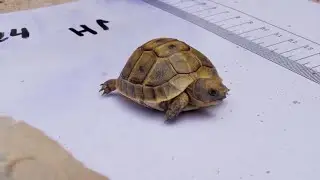 Every tortoise counts in census in southern Spain