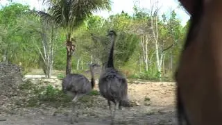 All Other Animals - Interactive Zoo Adventure