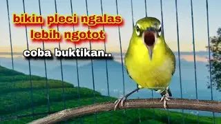 suara Burung Pleci Gacor Ngalas Nembak,Terbaik Untuk Pancingan Bikin Pleci Ngalas Lebih Ngotot