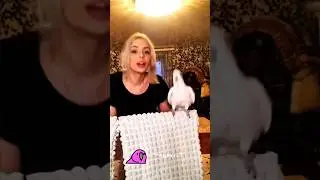 Funniest & Dancing Parrot Moments #173 😱💃 Cute Reflection! #funny #parrot #pets #birds #dance