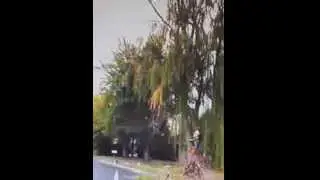 monster tree service of utah