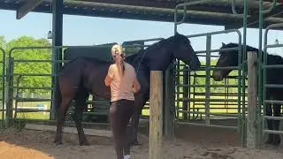 Approaching a wild mustang mare to take her tag off to release her into a wild mustang sanctuary