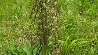 Bocks-Riemenzunge (Himantoglossum hircinum) Orchidee im Leutratal