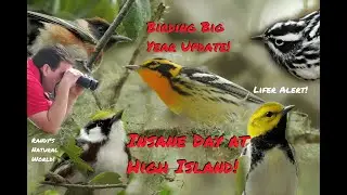 Birding Big Year Update: High Island Day Trip!
