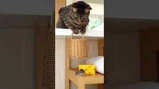 LOL! This mouse forgot to look up? Watch this hilarious chase #cat #funny #pets