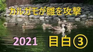 カルガモの雛を襲うカルガモ【2021】目白庭園～1か月で成長した雛たち