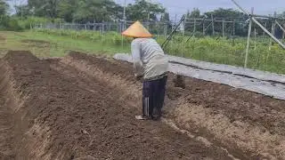 PERFECT SOIL BED SHAPING PROCESS USING A FARMER&rsquo;S HOE! -Agriculture Farming