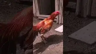 PURE ASEEL PAIR🐓🐔 #SHORTS #ASEELFORSALE #VLOGS #NEWVLOG2025 #VIRALSHORTS #TRENDINGSHORTS #TIKTOK