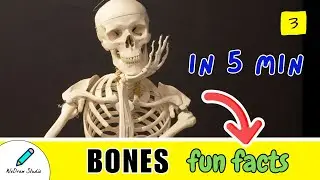 Human Bones Fun Facts You Need to Know ⚡ - Skeleton Info & More!