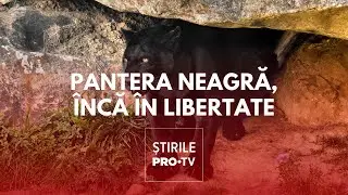 Pantera neagră pierdută din Bulgaria ar fi fost văzută în Teleorman
